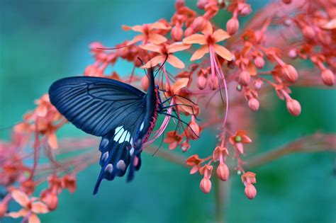 Butterfly on flower amazing wallpaper | nature and landscape | Wallpaper Better