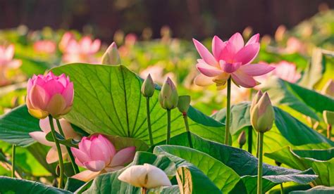 National Flower of India: How to grow and care for Lotus flower?