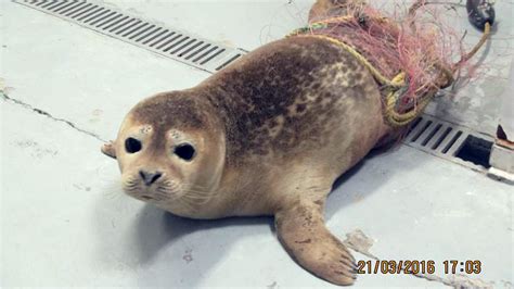 Seal Caught in Fishing Nets Rescued Off Long Island – NBC New York