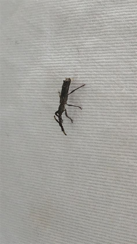 Baby stick bug? Bahia, Brazil. : r/whatisthisbug