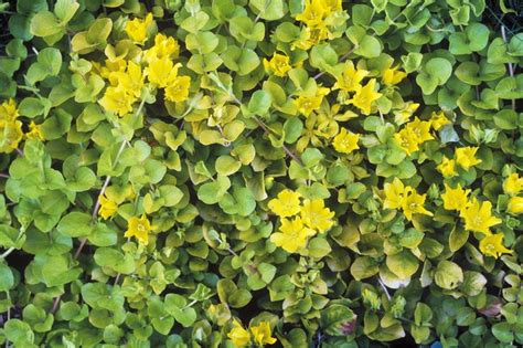 Lose the Lawn! | Creeping jenny, Ground cover plants, Grass alternatives