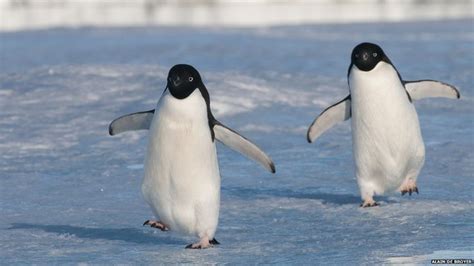 New Antarctic atlas offers index of marine life | Penguins, Antarctica, Antarctic