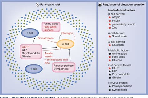 Figure 2 from The biology of glucagon and the consequences of ...