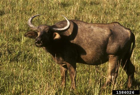 water buffalo (Bubalus bubalis)