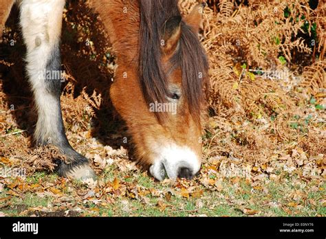 New Forest Pony Stock Photo - Alamy