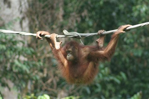 Sepilok & the Orangutan Rehabilitation Center – The World Is Your Playground