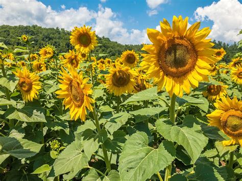 Bubba's Garage: A Quick Drive Through Biltmore Sunflowers