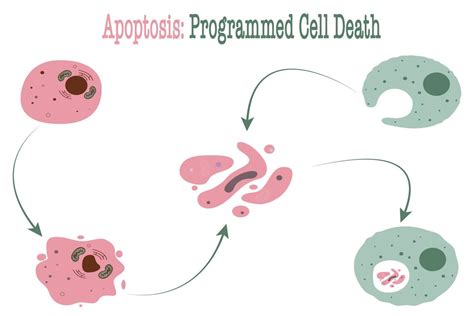 Apoptosis Programmed Cell Death 6127830 Vector Art at Vecteezy