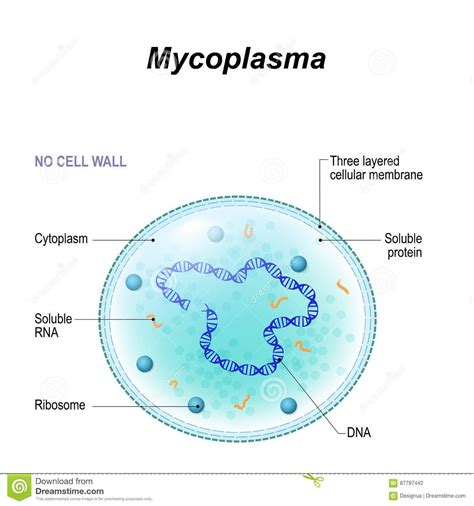 Mycoplasma & Ureaplasma - Bacterial Infections - AntiinfectiveMeds.com