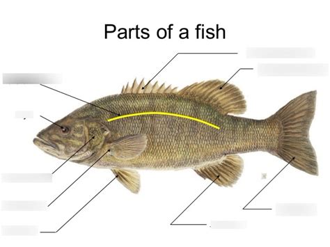 External anatomy of a fish Diagram | Quizlet