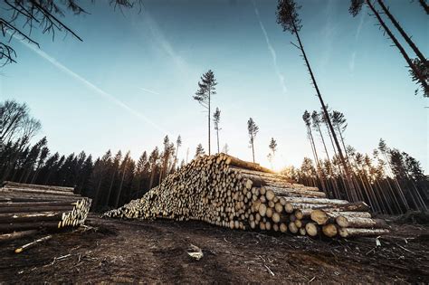 Pile of Wood Logs in Forest Free Stock Photo | picjumbo