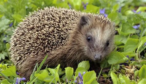 European Hedgehog | The Animal Facts | Appearance, Diet, Habitat