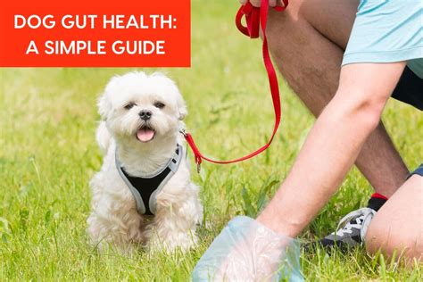 Improve Dog's Gut Health: A Simple Guide | Pupford