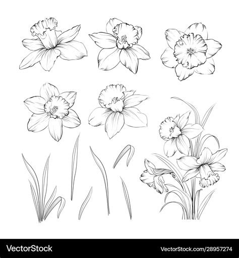 Set line drawing narcissus daffodils blossom Vector Image