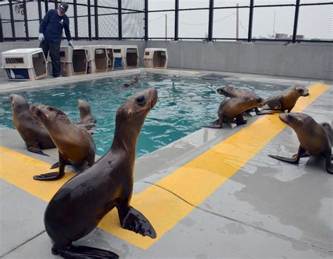 California Sea Lion Crisis: Starving Pups Strand in Record Numbers ...