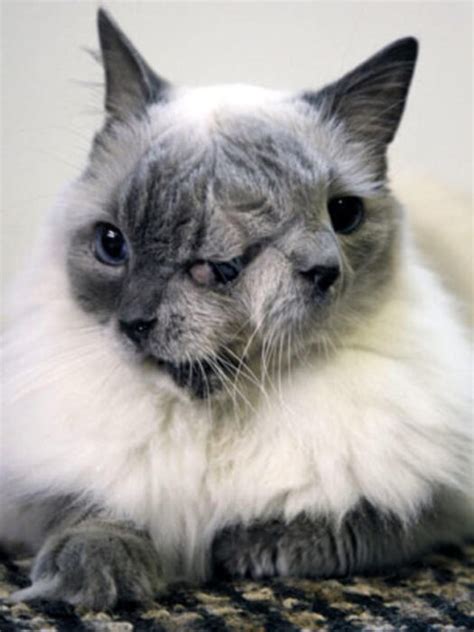 Janus Cat: Cat born with two faces in Oregon - KittyExpert.com