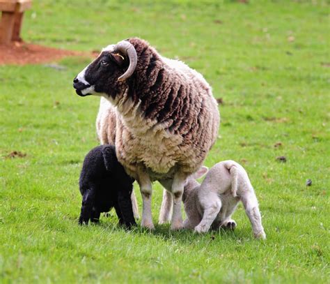 Jacob Sheep Breed Information: Excellent Wool-Producing Sheep with ...