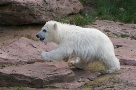 Flocke | Flocke the polar bear from Nuremberg | Rainer Hungershausen | Flickr