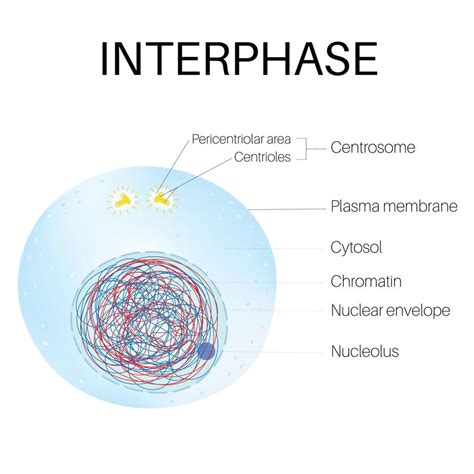 Interphase is the phase of the cell cycle. 21594187 Vector Art at Vecteezy