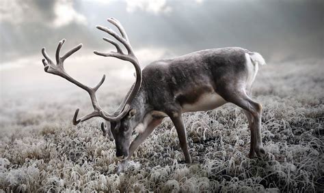 Reindeer and Caribou (Rangifer tarandus) | DinoAnimals.com