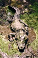 Siamese Crocodile Facts - Photos - Earth's Endangered Creatures