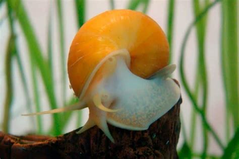 List of Freshwater Aquarium Snails. Pros and Cons - Shrimp and Snail ...