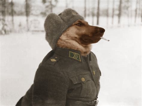 Dapper looking military dog in WWII - 1944 : r/OldSchoolCool