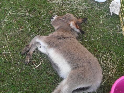 A cute baby goat sleeping : aww