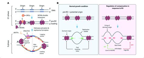 | Control of DNA replication origin firing. (A) Origins of replication... | Download Scientific ...