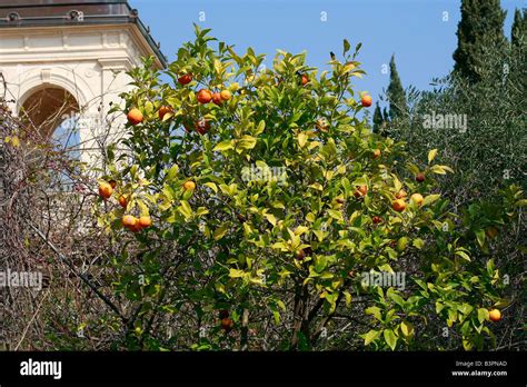 Citrus aurantium Stock Photo - Alamy