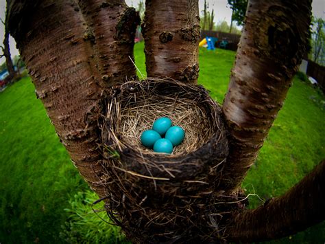 8 Natural Bird Eggs That Are More Spectacular Than Dyed