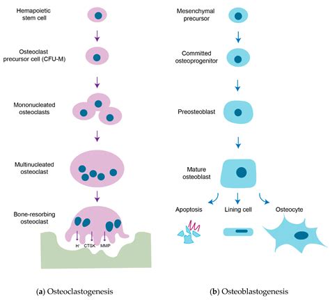 Cells Free Fulltext Osteoblastosteoclast