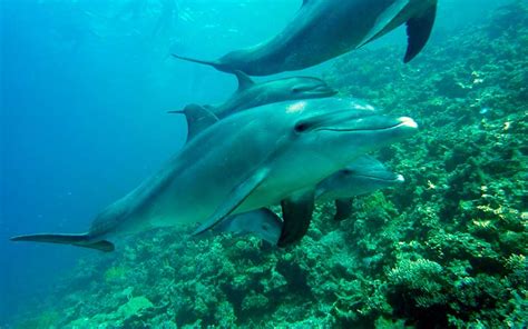 Dolphin Species - Dolphin Facts and Information