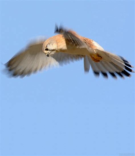 tumblr_mzvqty8GWZ1rpe379o1_500.gif (500×580) | Bird gif, Kestrel, Birds ...