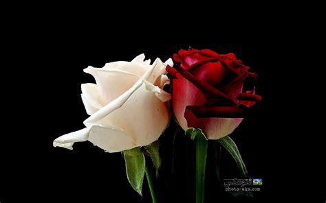 عکس گل رز سفید و قرمز red and white rose