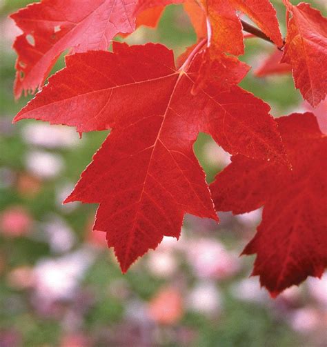 What's A Red Maple, Anyway? | Johnson's Nursery | KB