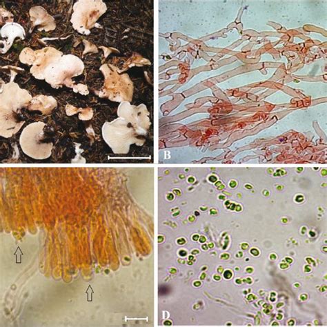 Hygrophoropsis morganii : A- basidiomes, B- pileipellis, C- basidia, D-... | Download Scientific ...