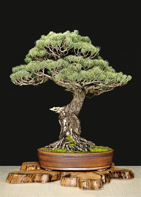 Bonsai Trees | Bonsai Learning Center