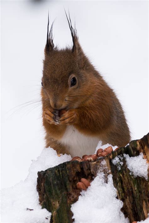 Red Squirrel in the Snow | Wildlife Photography around the UK | AJ.Stoves Photography