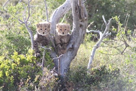 cheetah-cubs - Africa Geographic