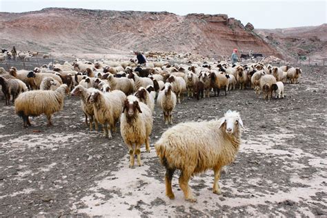 Wallpaper ID: 271232 / a herd of sheep with three shepherds in a sparse rocky setting near red ...