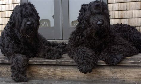 Black Russian Terrier - All Big Dog Breeds