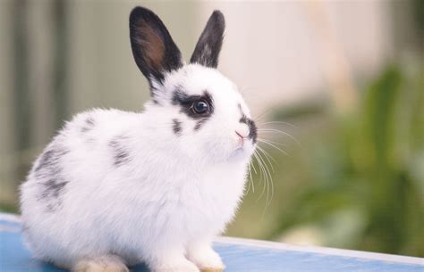 Lionhead Rabbit Black And White