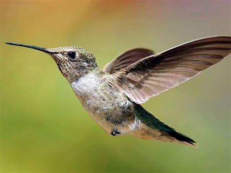 Animated Hummingbird Wallpaper - WallpaperSafari