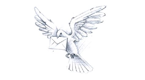 Carrier Pigeon Art - Drawing Skill