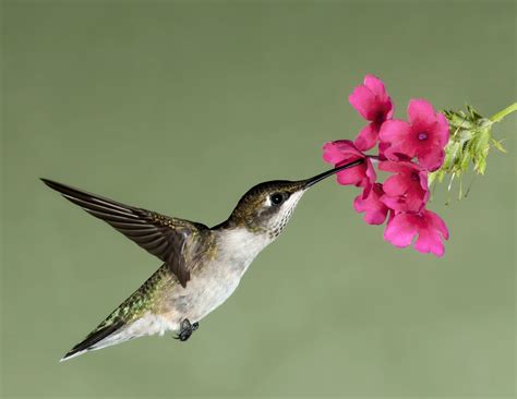 Hummingbird Screensavers and Wallpaper - WallpaperSafari