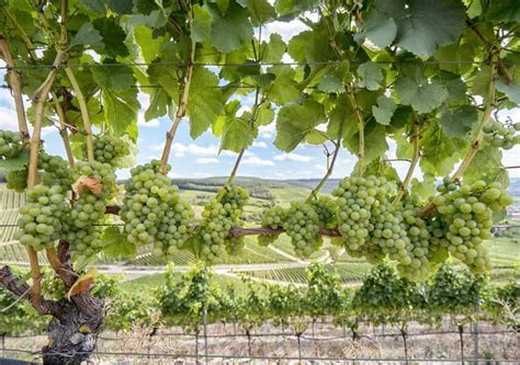 How To Build A Trellis For Your Vineyard | EyouAgro