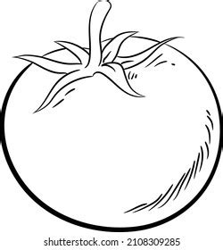 Tomato Vector Drawing On White Background Stock Vector (Royalty Free ...