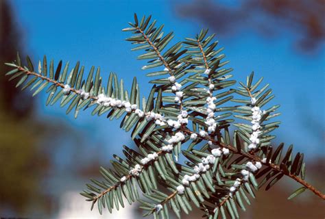 Hemlock Woolly Adelgid Infestations Killing Trees in Southwestern, PA ...