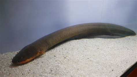 Electric Eel | Marine Wiki | Fandom